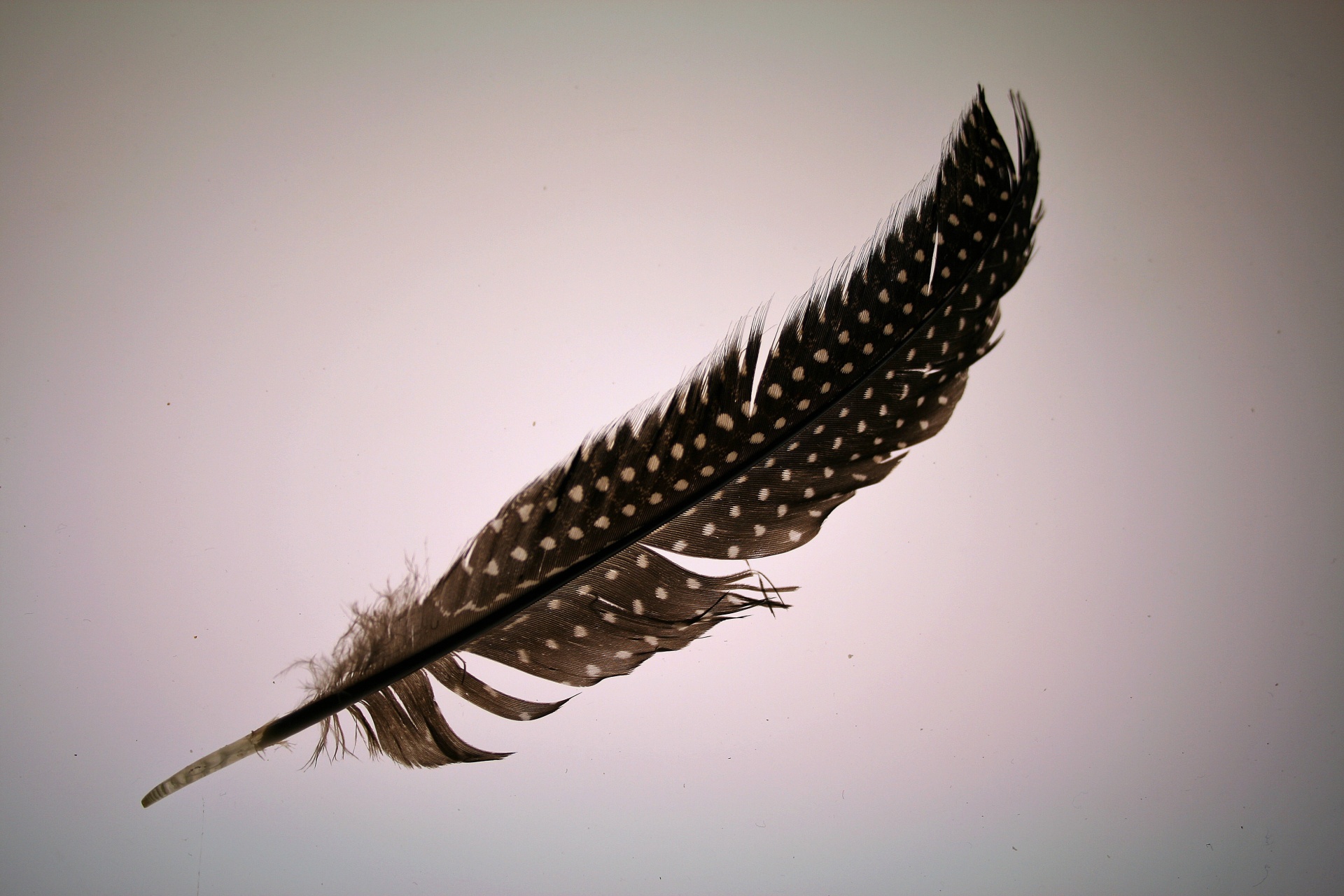 guineafowl feather