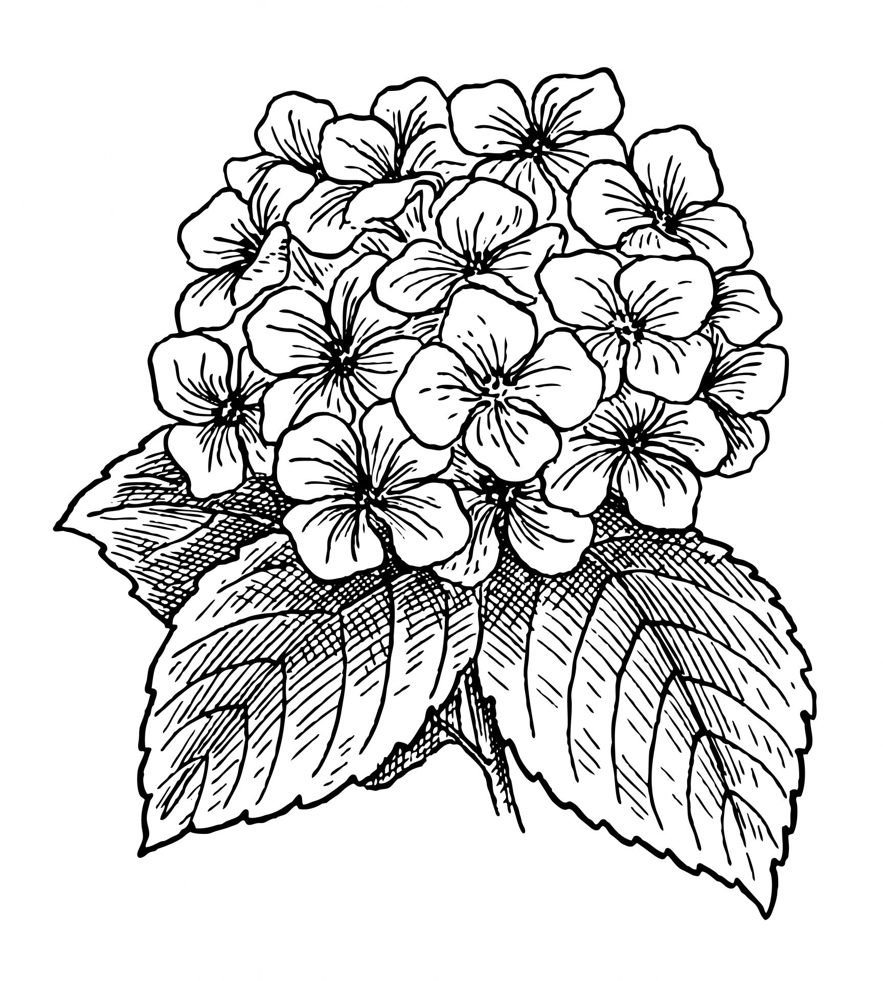 Hydrangea Flowers Clipart