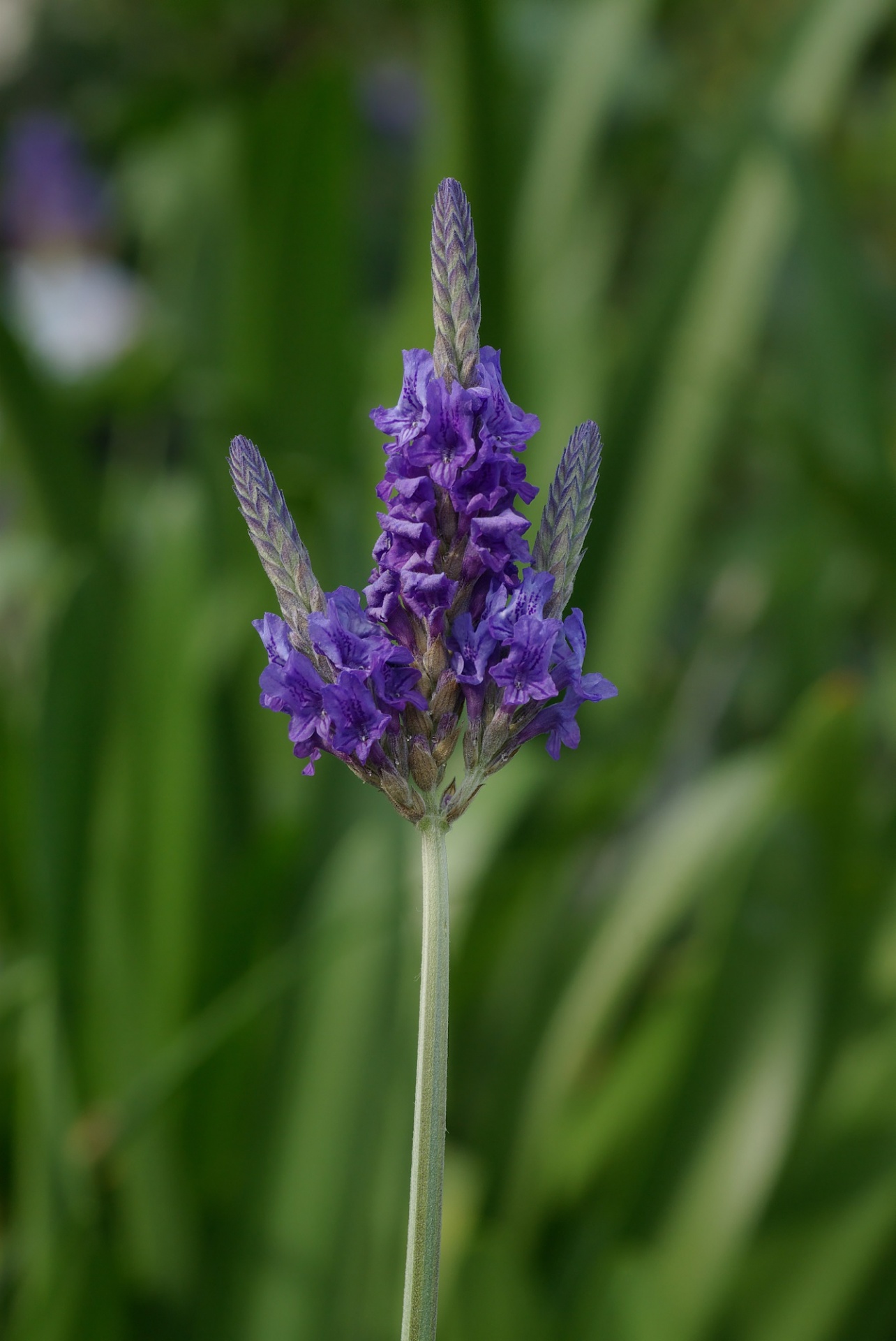 Macro view of a lavender plant