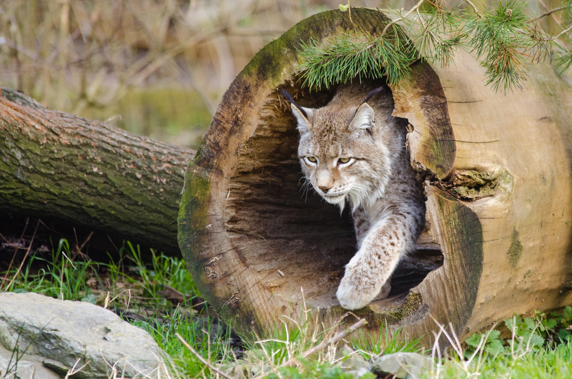 Lynx, Wildlife