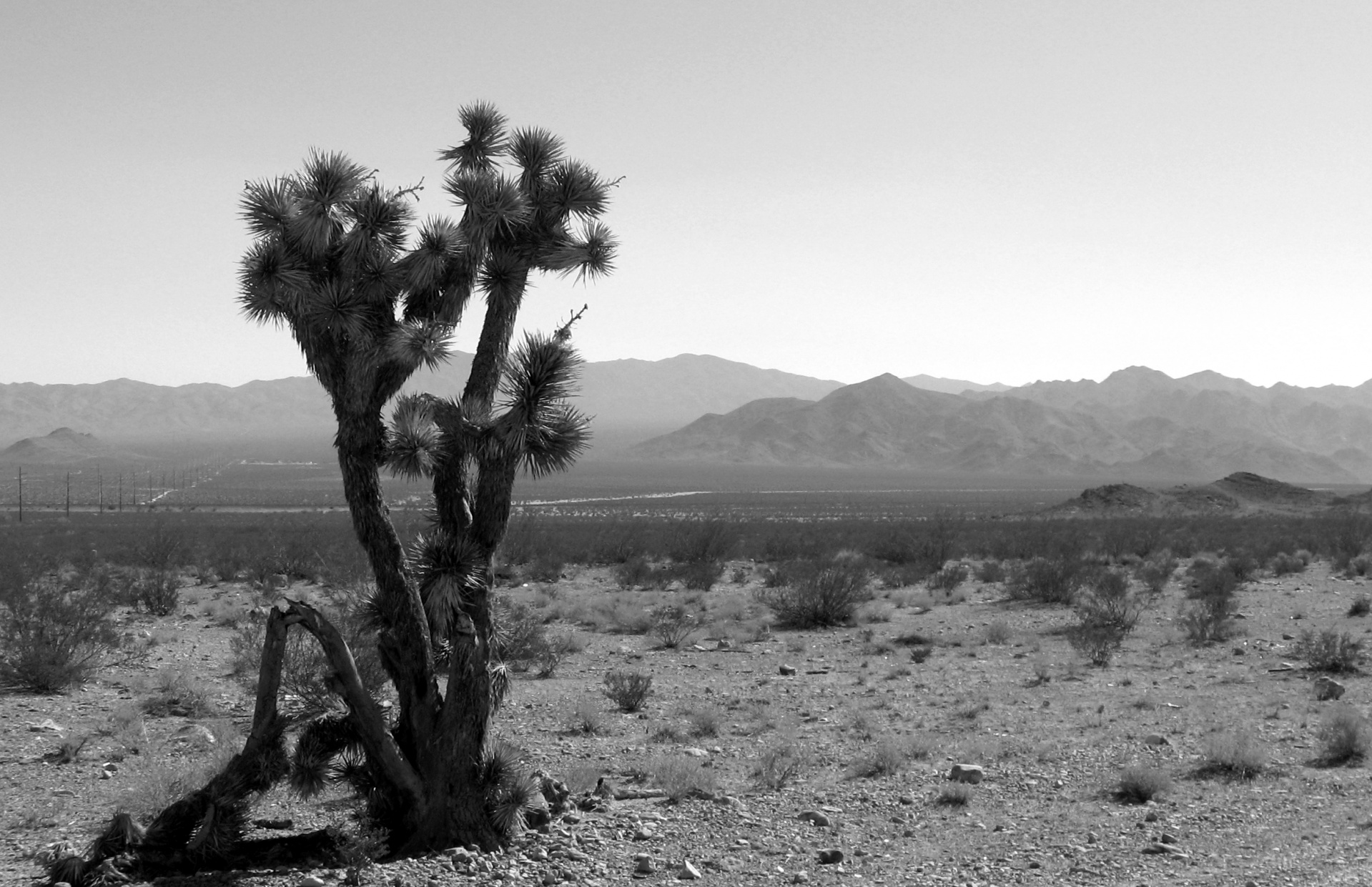Nevada Desert Cactus Landscape