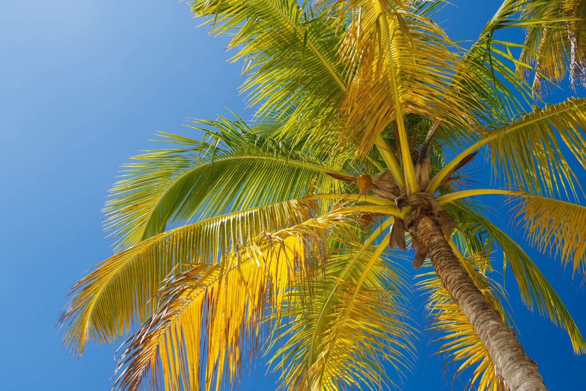 Coconut palm tree against blue sky