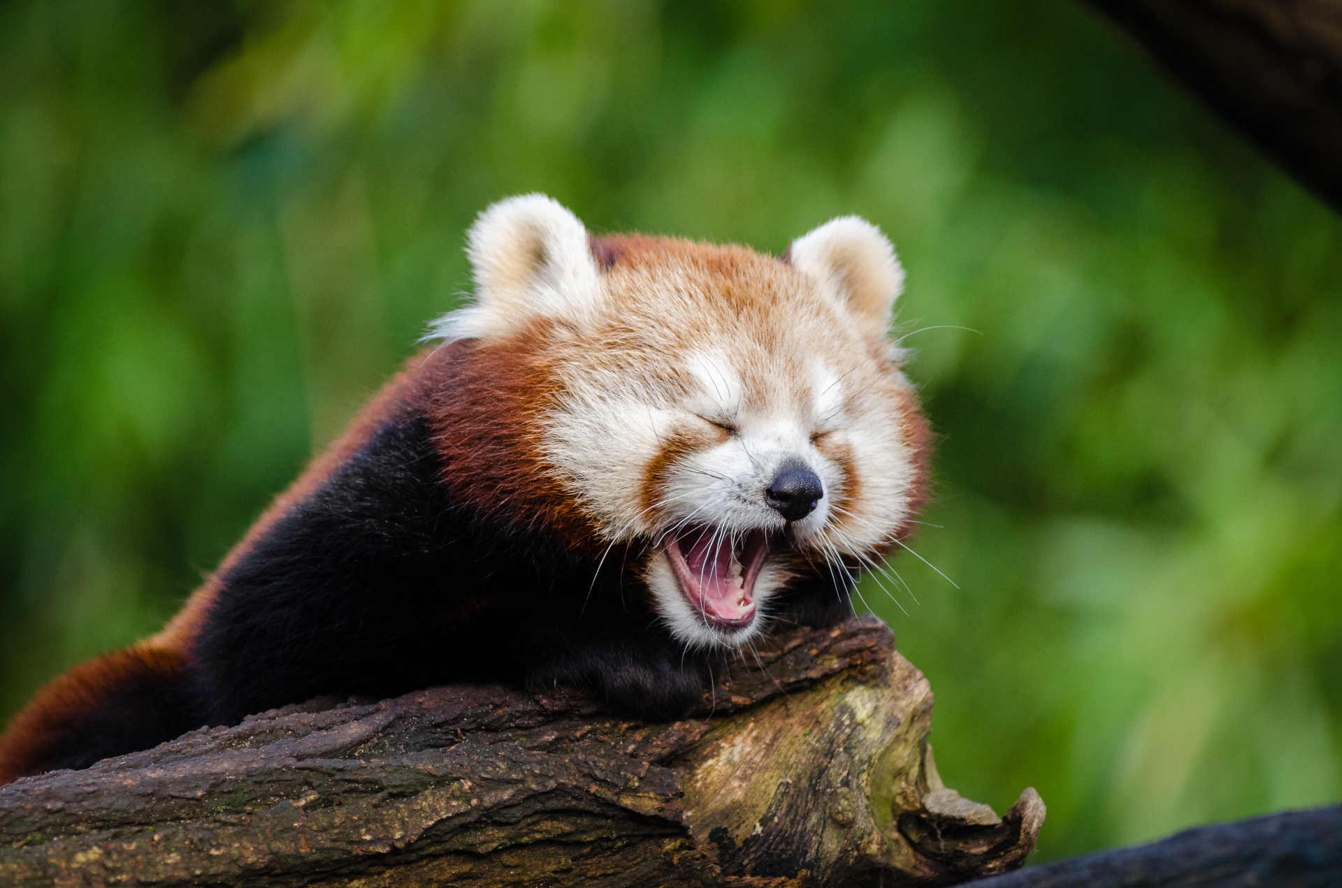 Little Red Panda, Yawn