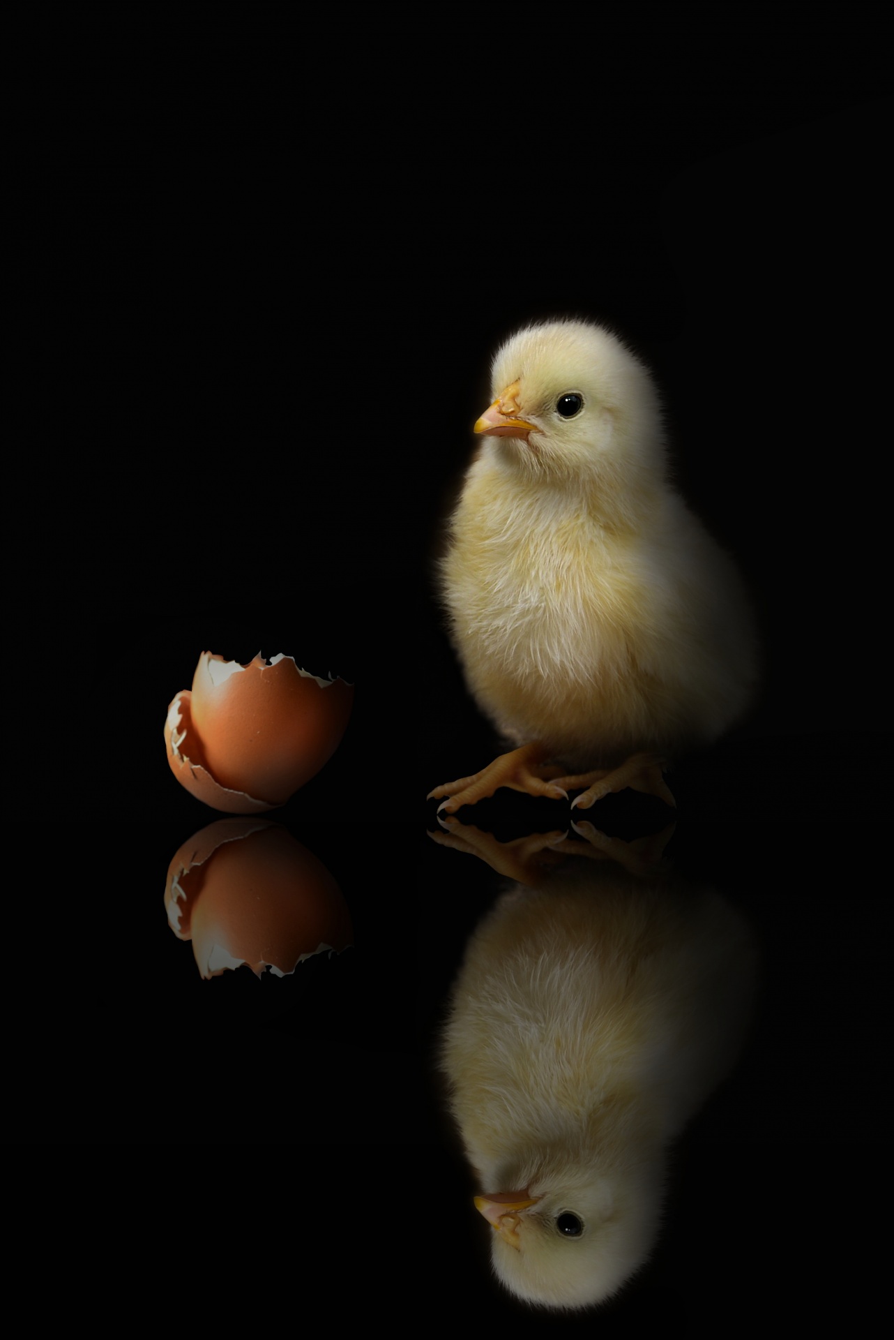 Chick And Shell, Black Background
