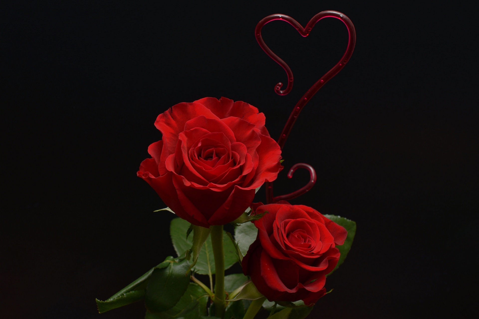 Red Rose, Love Passion