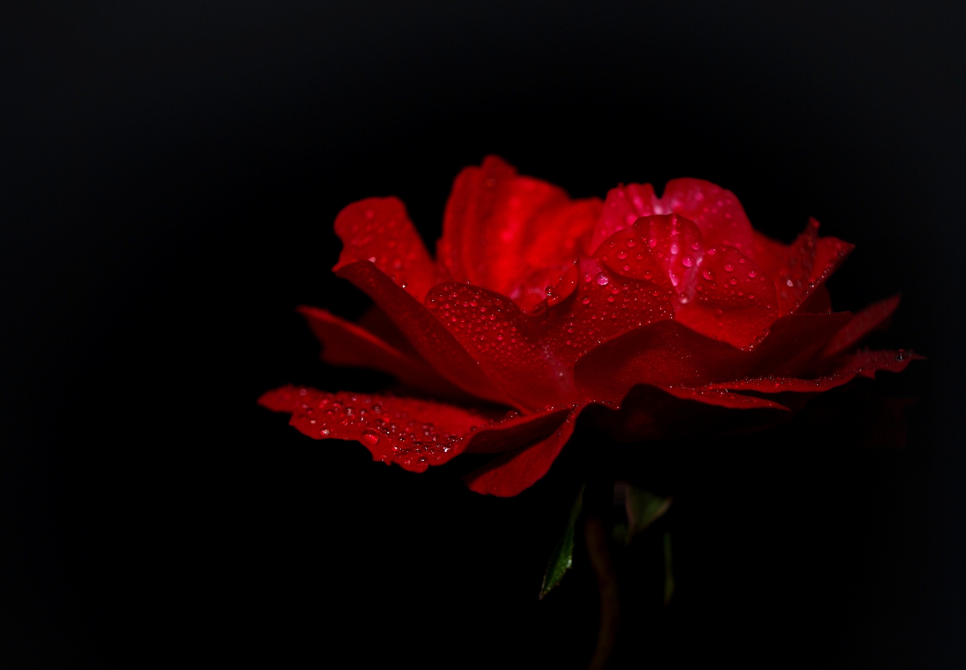 Rose Red, Black Background