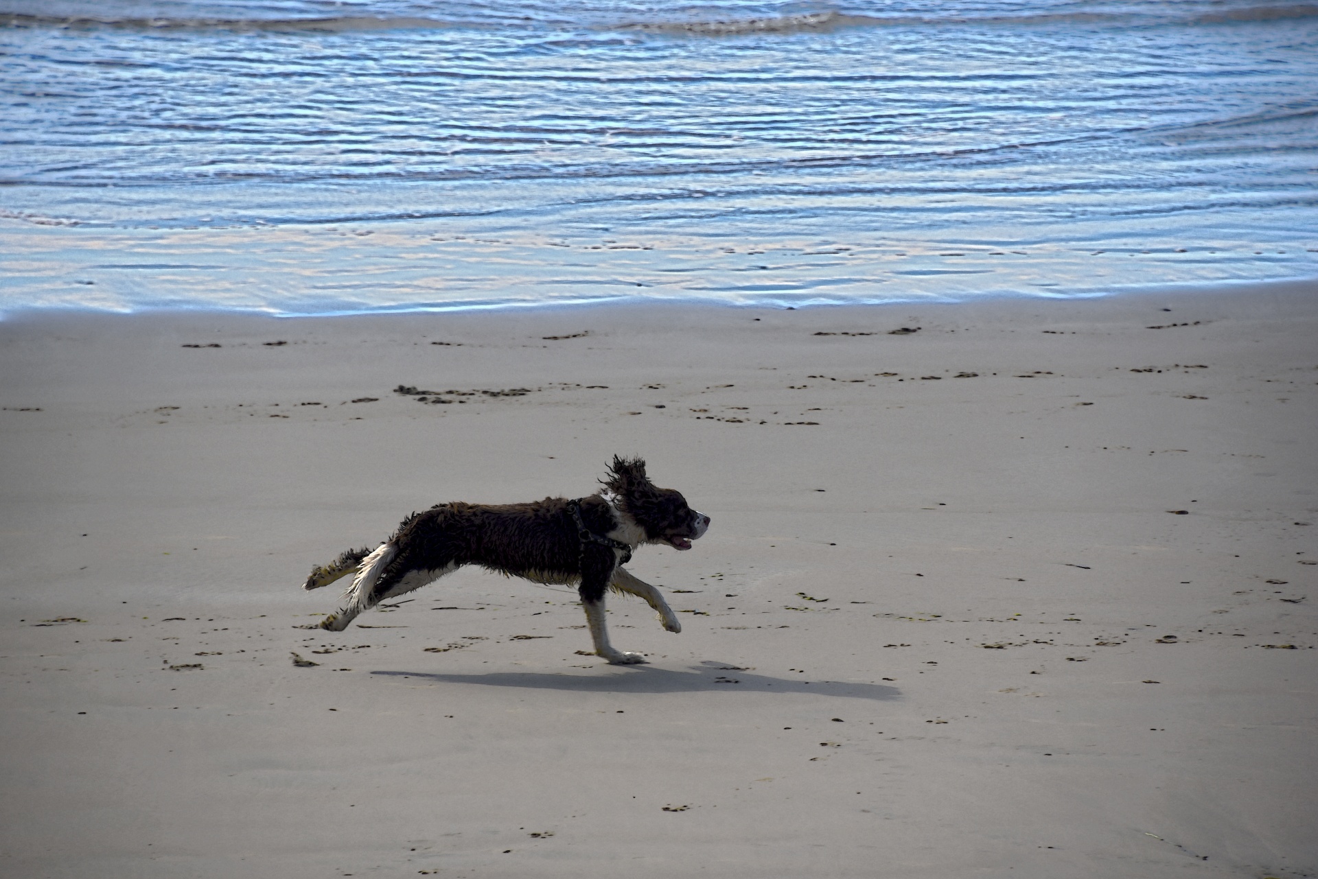Running Dog On The Beach