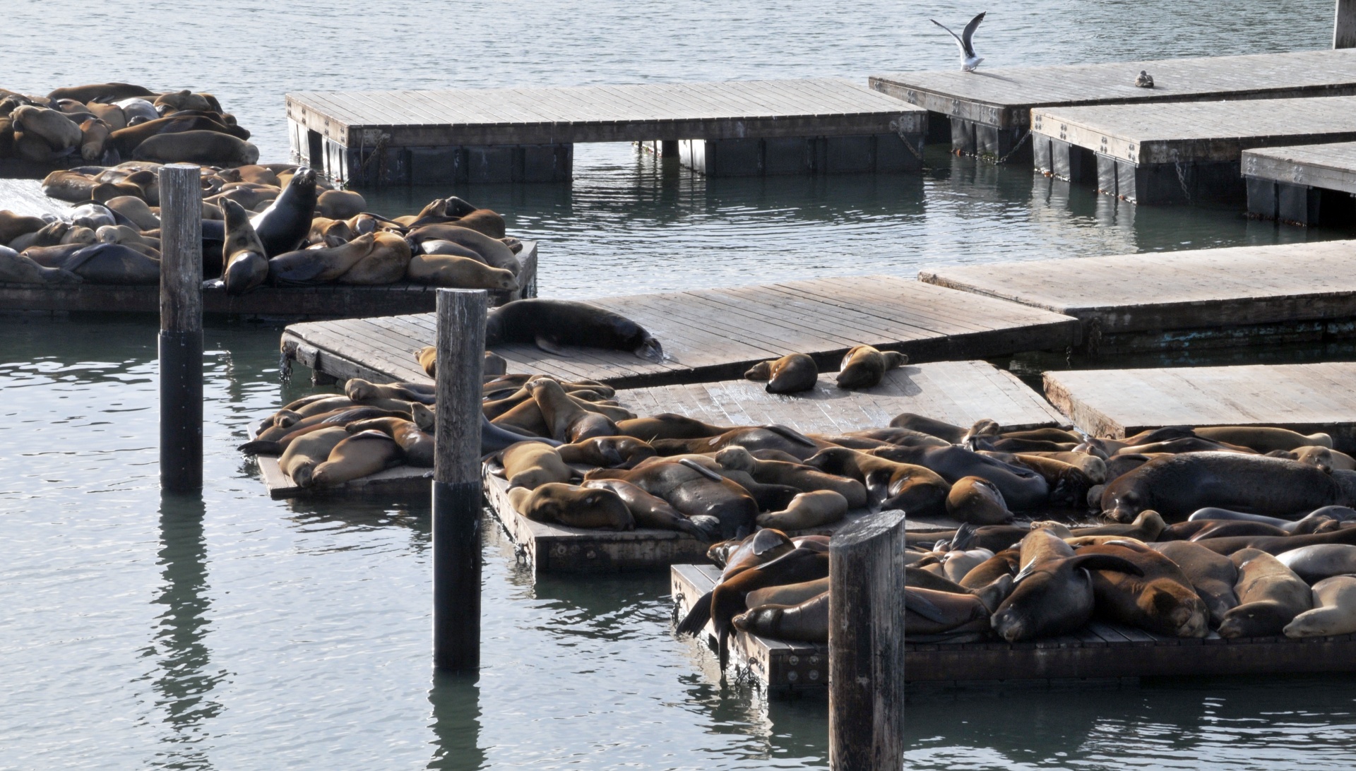 Seals On The Piers