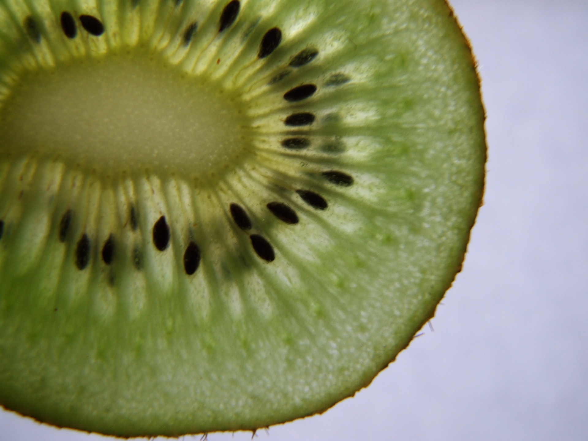 Slice Of Kiwi Fruit
