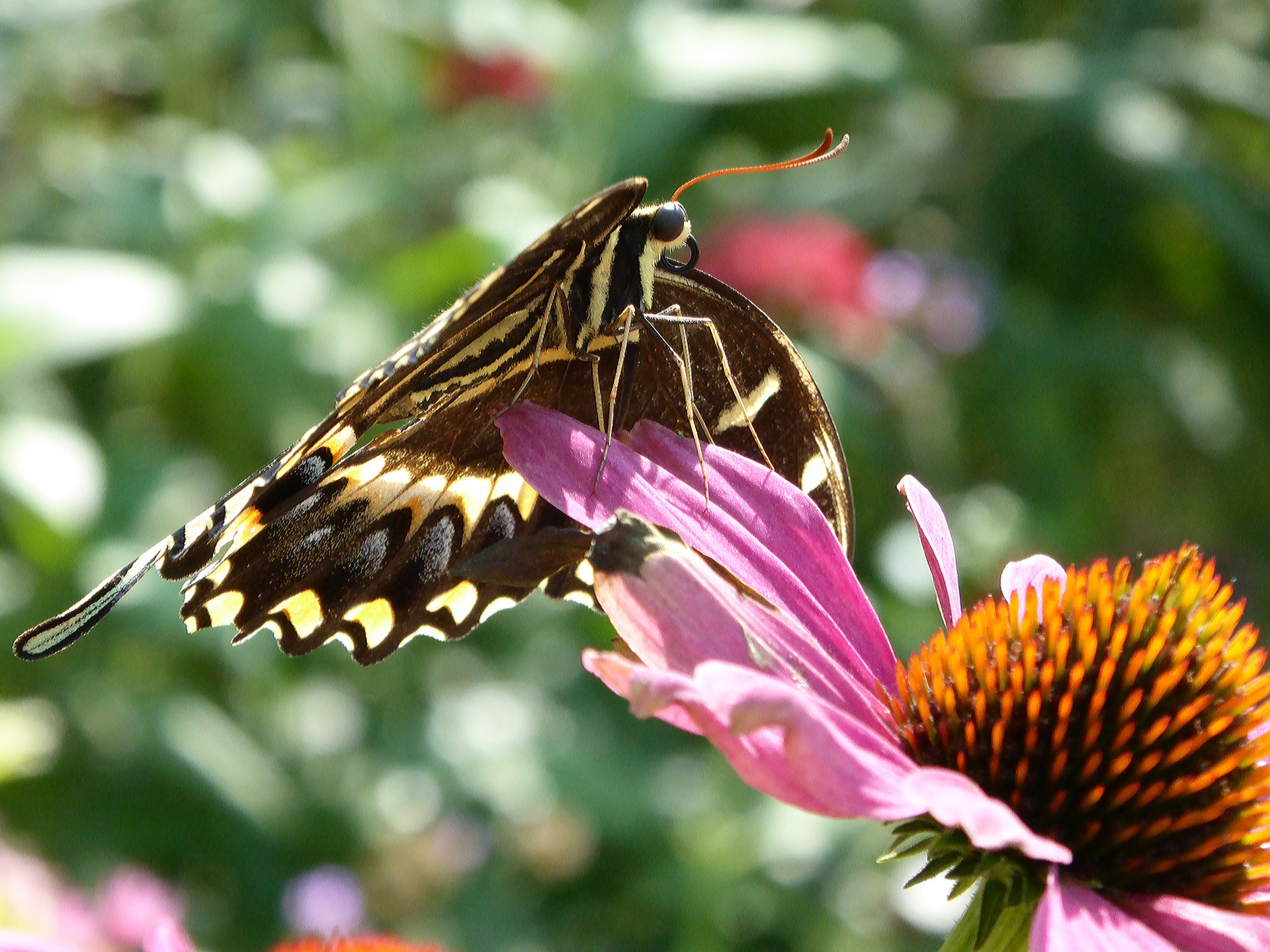 Swallowtail Butterfly On Flowers