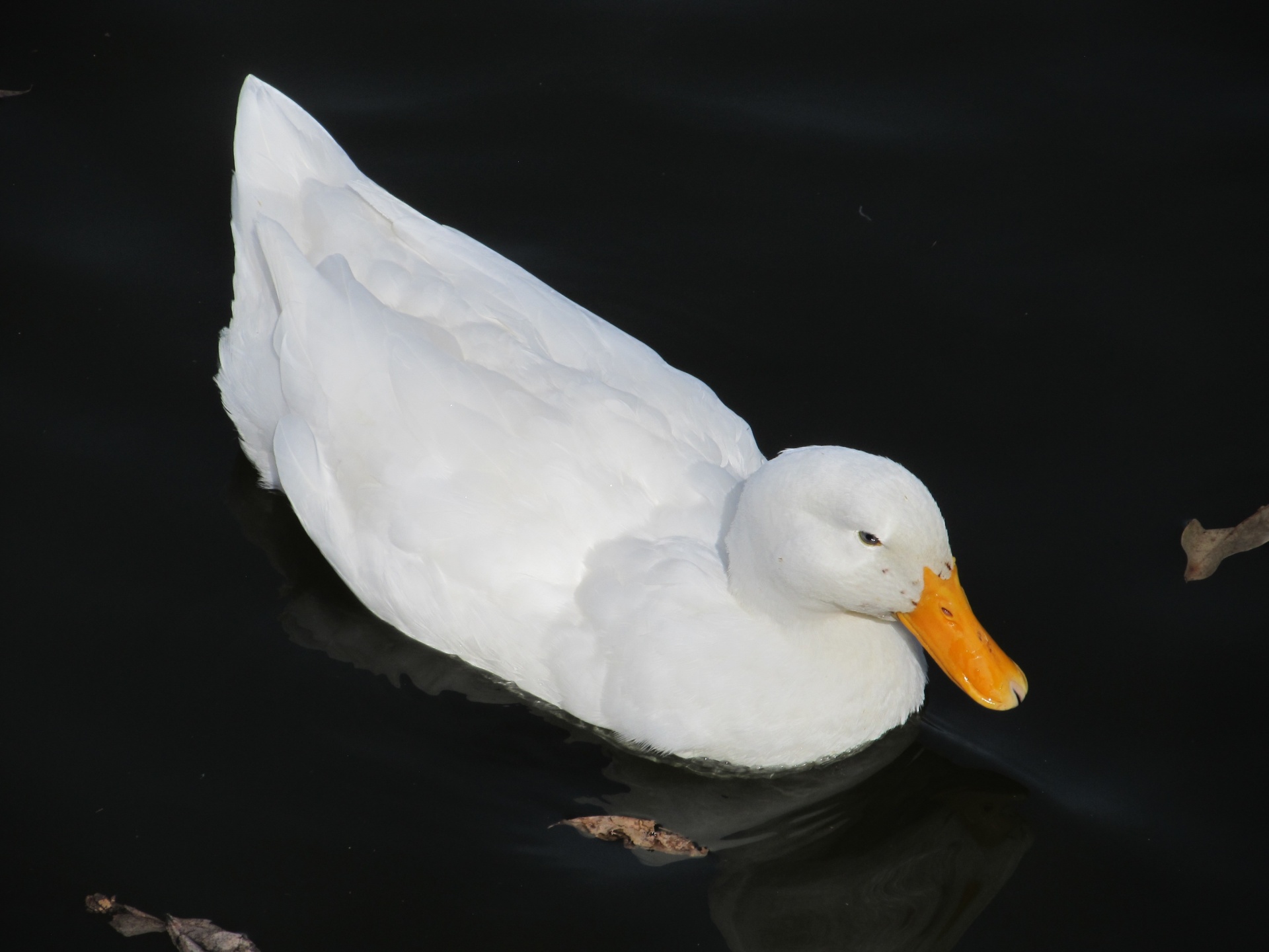 Pekin duck swimming quietly in the lake