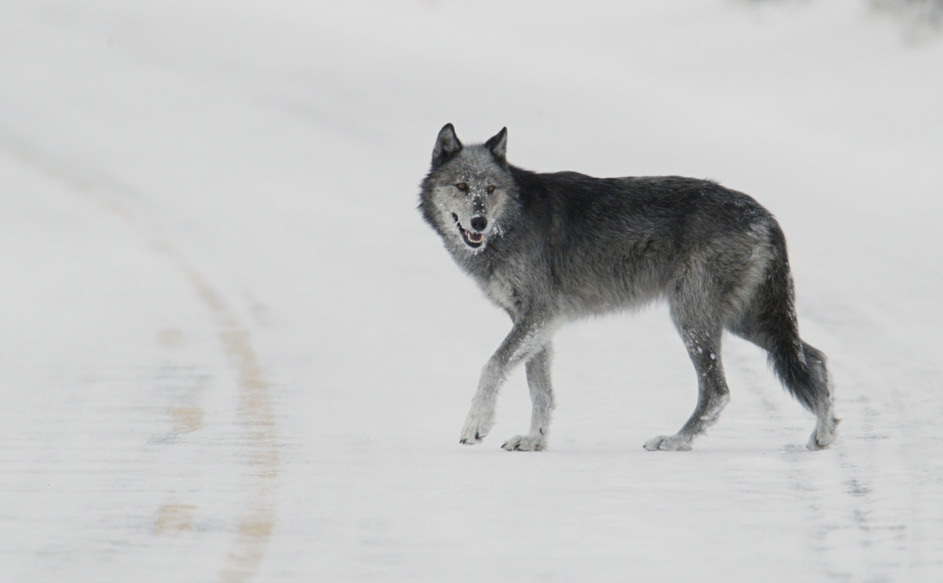 Wolf walking through Yellowstone National Park in the winter snow