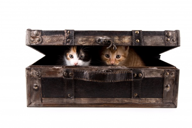 Katze im Koffer Kostenloses Stock Bild - Public Domain Pictures