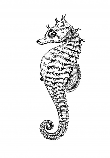 Seahorse Clipart Illustration Kostenloses Stock Bild - Public Domain  Pictures