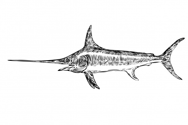 Pesce spada Illustrazione Clipart Immagine gratis - Public Domain Pictures