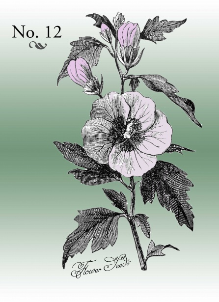 Semi Xilografia di fiori d'epoca Immagine gratis - Public Domain Pictures