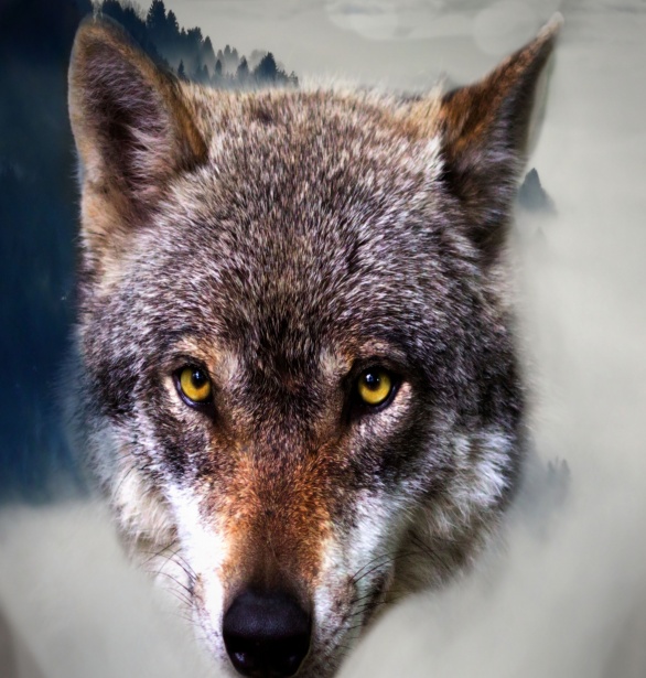 Wolf Free Stock Photo - Public Domain Pictures
