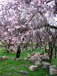 Almond Grove Full Bloom