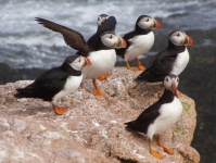 Atlantic Puffins On A Rock