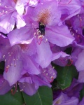 Bee Flower 2a