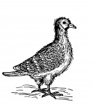 Bird Clipart Illustration