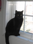 Black Cat At The Window