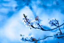 Blue Blossom Flowers On A Branch
