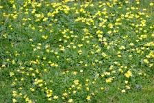 Buttercup Meadow Flowers