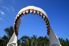 Carcharodon Representing Jaws