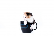 Cat And Mug