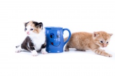 Cat And Mug