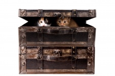 Cat In Suitcase Isolated On Whit