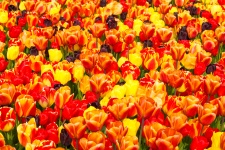 Colorful Tulips Background