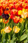 Colorful Tulips In The Garden