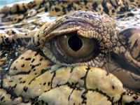 Crocodile Eye Macro View