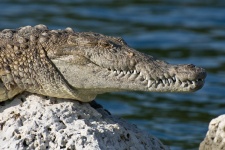 Crocodile Sunning On A Rock