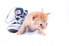 Cute Little Cat In Shoes