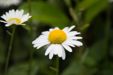 Daisy Flowers