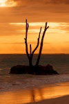 Dead Tree Silhouette At Sunset