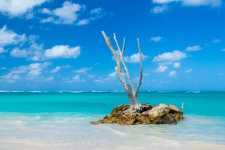 Dry Tree On A Tropical Beach