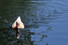 Duck Swimming In The Lake