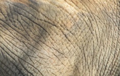 Elephant Skin Close Up