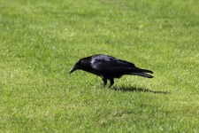 Feeding Crow
