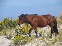 Feral Pony Portrait