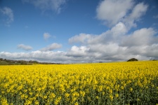 Field Of Yellow Canola