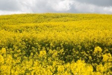 Field Of Yellow Canola