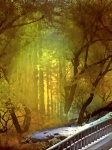 Forest Fantasy 3