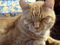 Ginger Tabby Cat