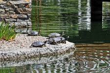 Group Of Turtles By The Water
