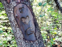 Heart Carved In Tree Trunk